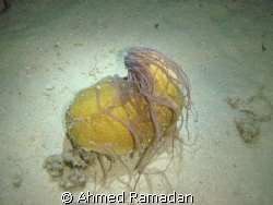 Sea Cucumber by Ahmed Ramadan 
